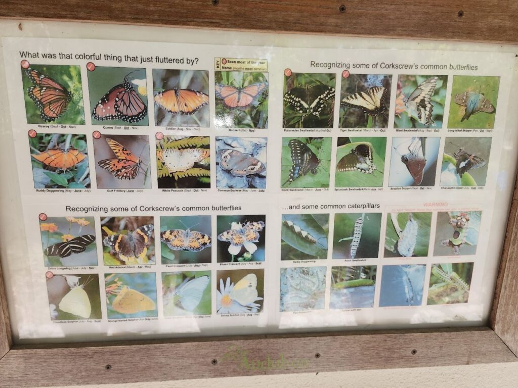 A photograph showing the butterfly varieties in Corkscrew Swamp Sanctuary, Bonita Spring.
