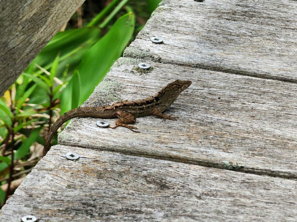 Wildlife spotting at Corkscrew Swamp Sanctuary close to Bonita Spring