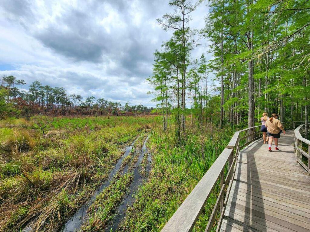 Scenic wooden boardwalk winding through Corkscrew Swamp Sanctuary wetlands
