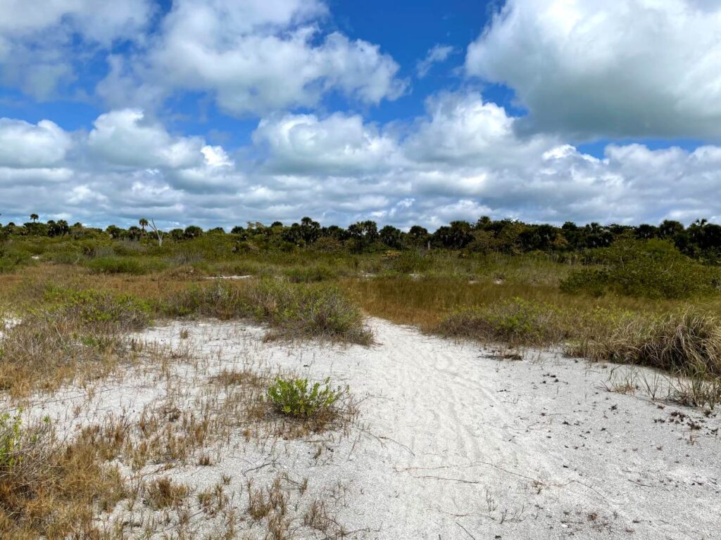 Mangrove forests along the shoreline of North Captiva Island, showcasing Florida’s coastal ecosystem and calm backwaters