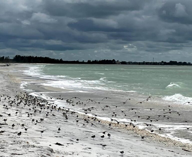 North Captiva Island Travel Guide: What to Expect on Florida’s Hidden Barrier Island