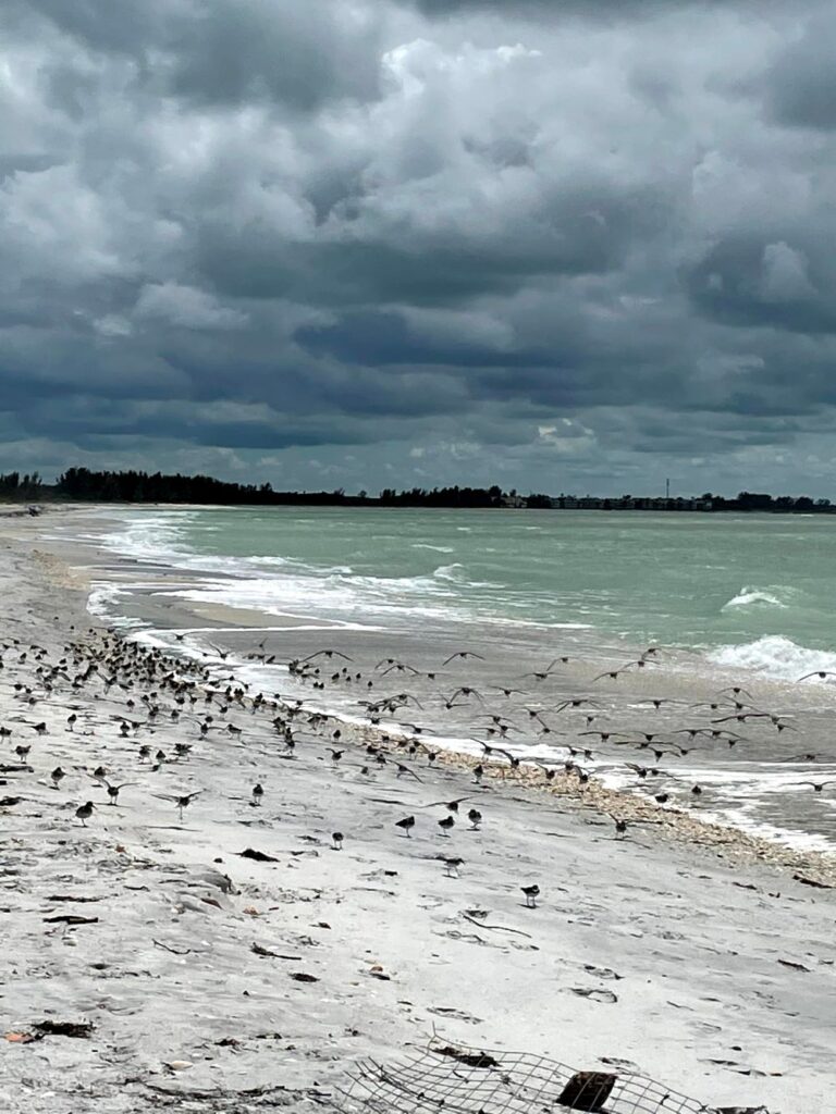 Pelicans on the beach with mangroves on the background on a scenic beach in North Captiva.