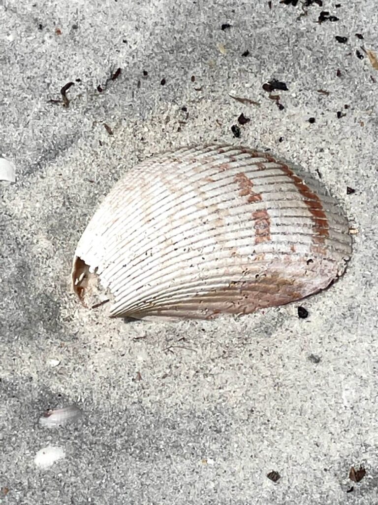 Shells scattered on a secluded beach in North Captiva