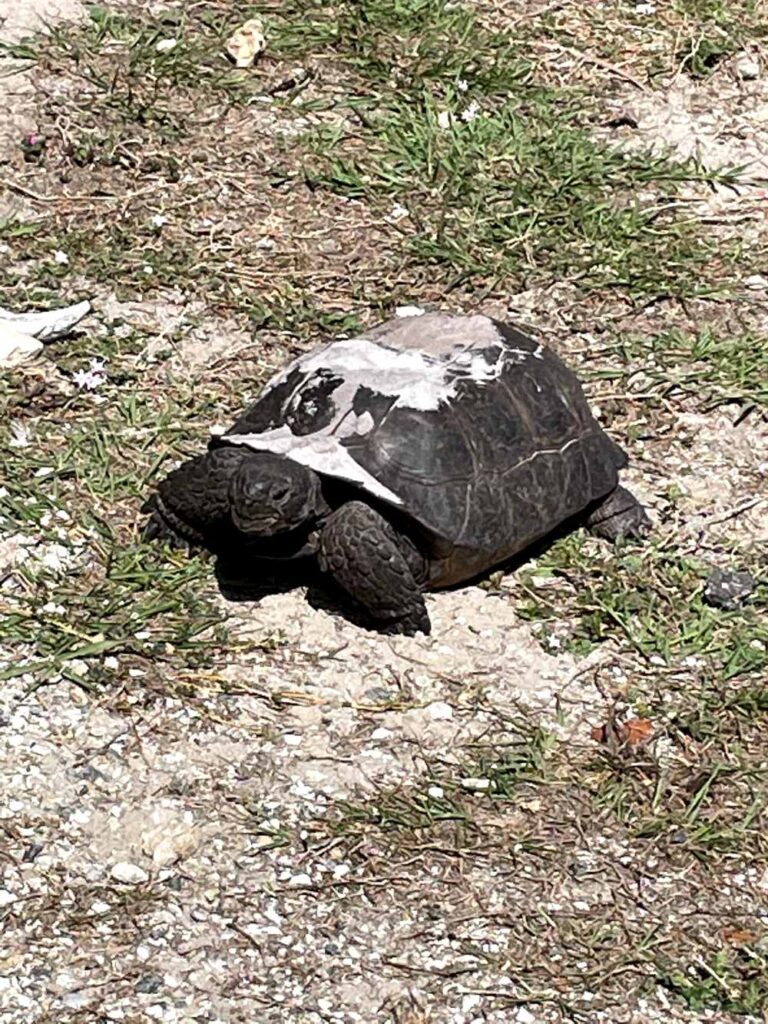 Spotting a tortoise slowly crossing a sandy path on North Captiva Island in its natural coastal habitat