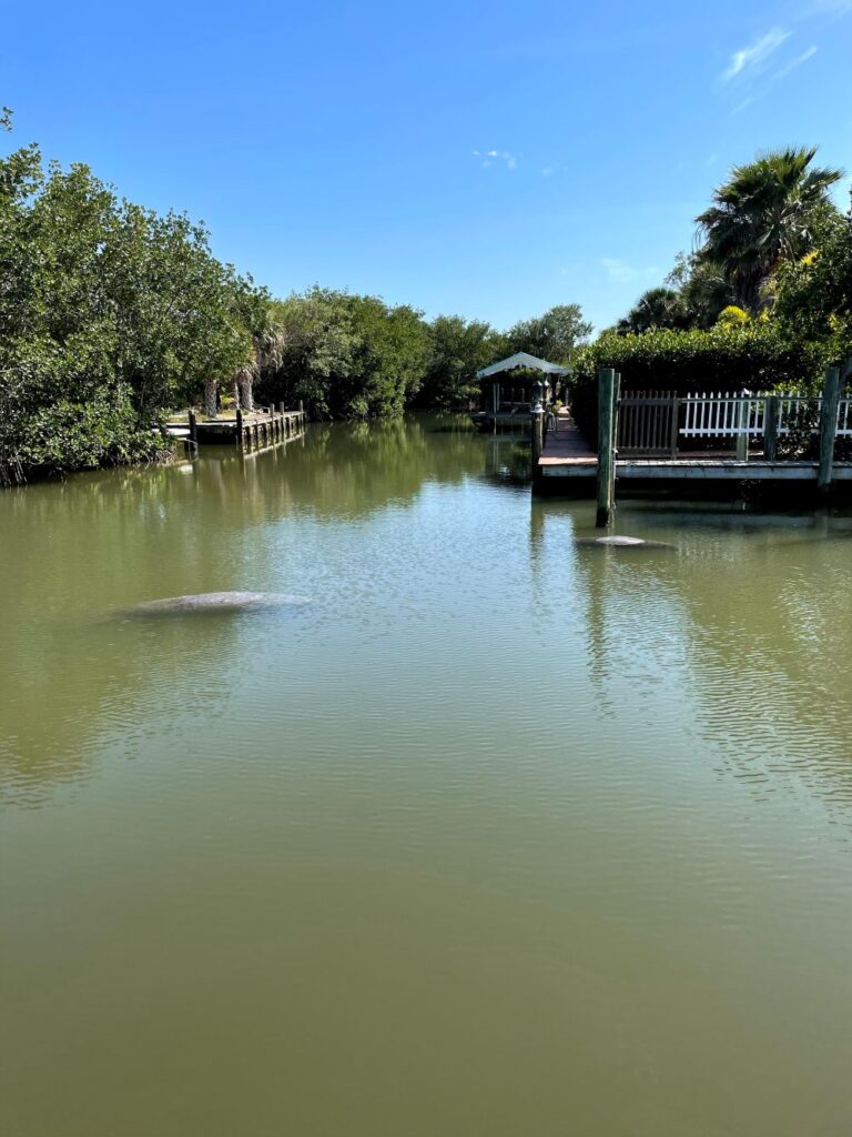 Gentle manatee gliding through clear Gulf waters off North Captiva Island