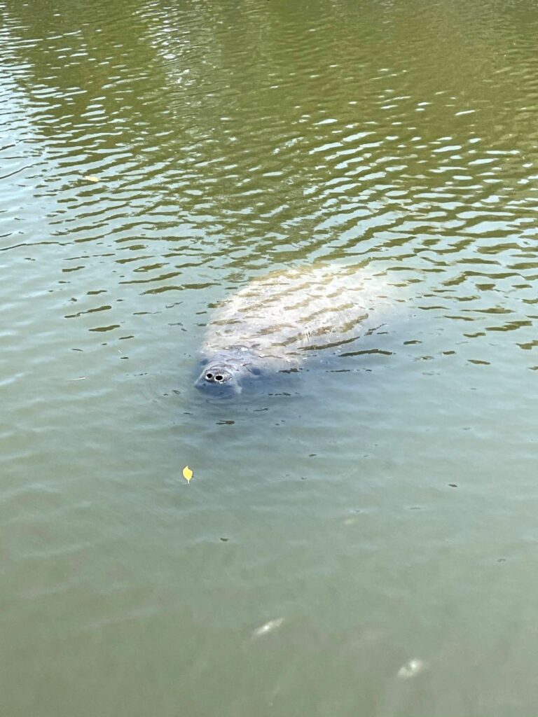 Spotting a manatee surfacing near the shoreline of North Captiva Island