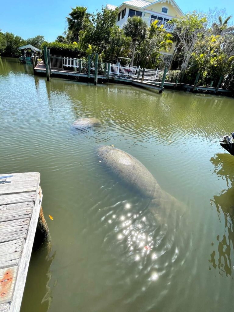 Wildlife moment watching manatees in their natural habitat near North Captiva Island