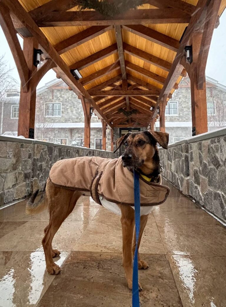 Nola on a winter vacation at the pet-friendly Skaneateles Fields, a Curio Collection by Hilton