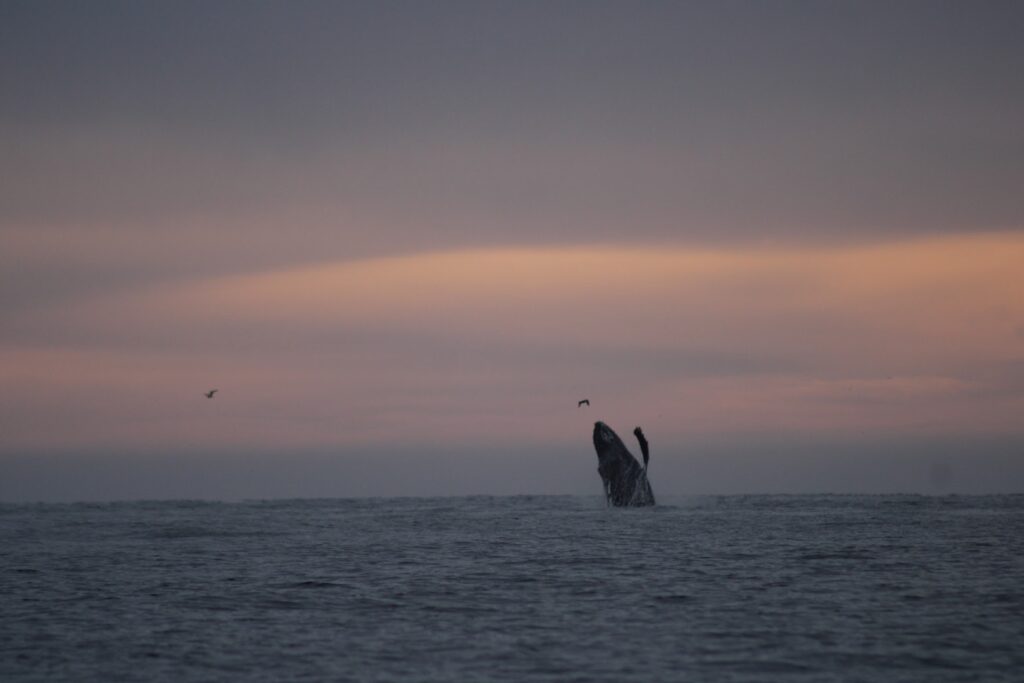 Whale watching in Los Cabos with a humpback whale surfacing against a golden sunrise over the ocean
