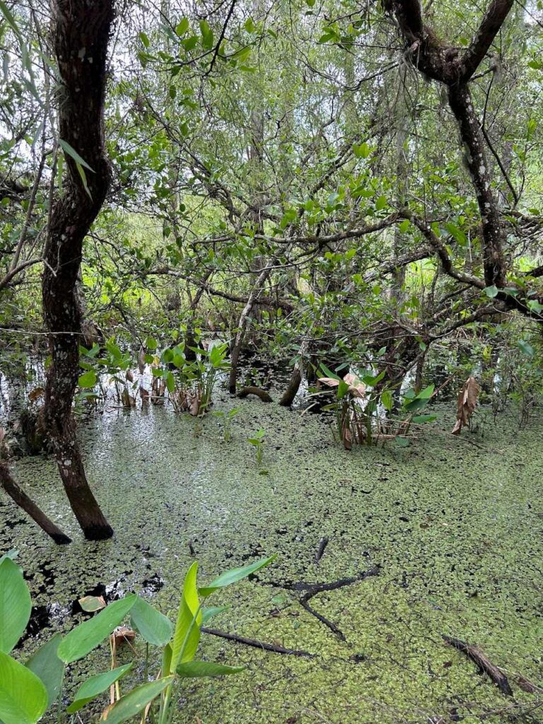 Lush swamp landscape at Corkscrew Swamp Sanctuary with towering cypress trees
