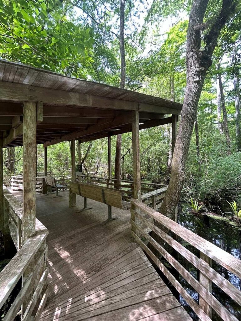 Boardwalk trail through wetlands at Corkscrew Swamp Sanctuary near Bonita Springs