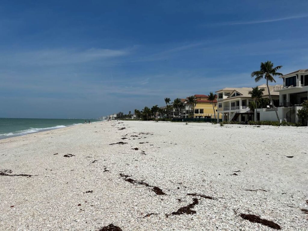 Scenic shoreline in Bonita Springs with palm trees, seaweed, and Gulf views