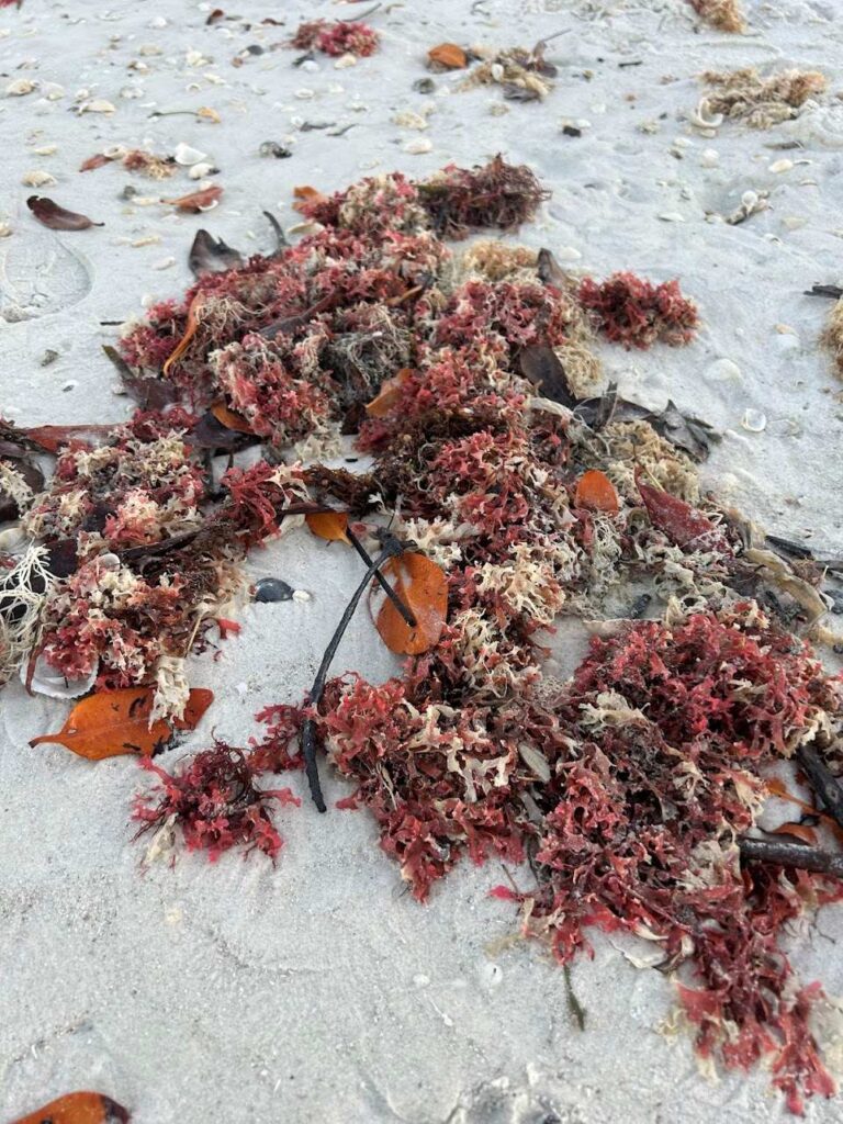 Seaweed along the shoreline of Southwest Florida beaches during the summer months of January and April