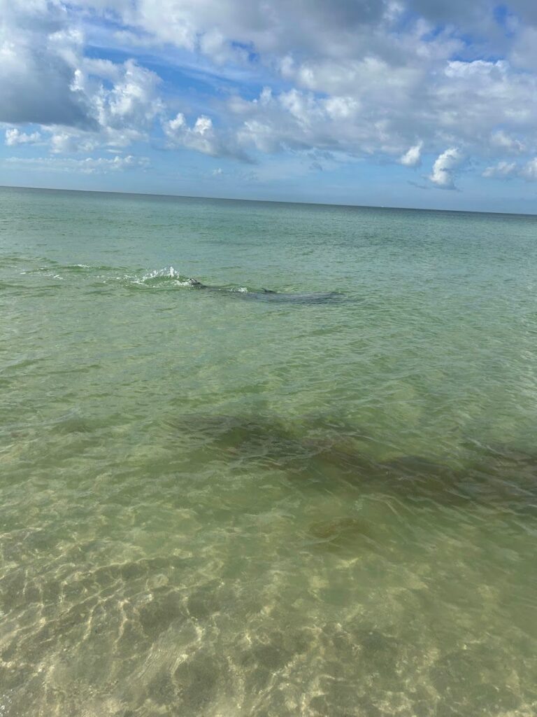 Spotting dolphin in the shallow waters of Bonita Spring sea on a Southwest Florida trip.