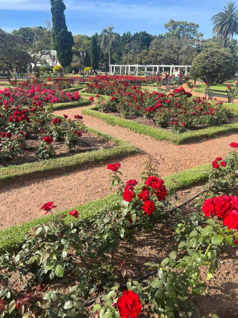 Rose garden at Parque El Rosedal with blooming flowers and walking paths in Buenos Aires.