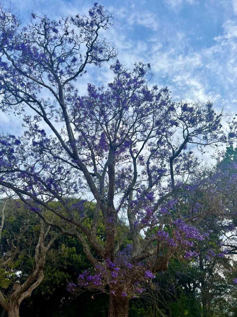 Flowering trees in bloom at Parque El Rosedal creating a colorful spring canopy