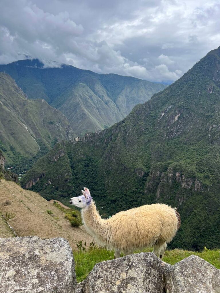 Spotting llamas wandering freely at Machu Picchu during a daytime visit
