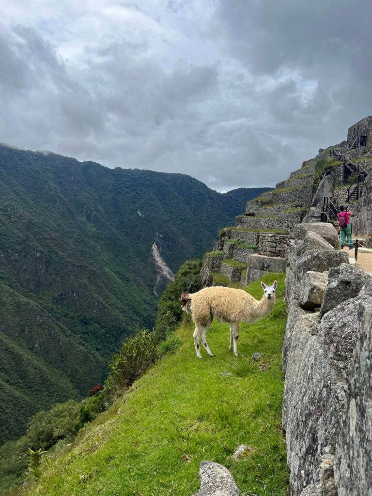 Llama standing near Machu Picchu terraces with panoramic mountain views