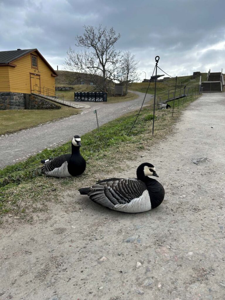 Beautiful residential neighborhood of Suomenlinna overlooking the sea and fortress grounds