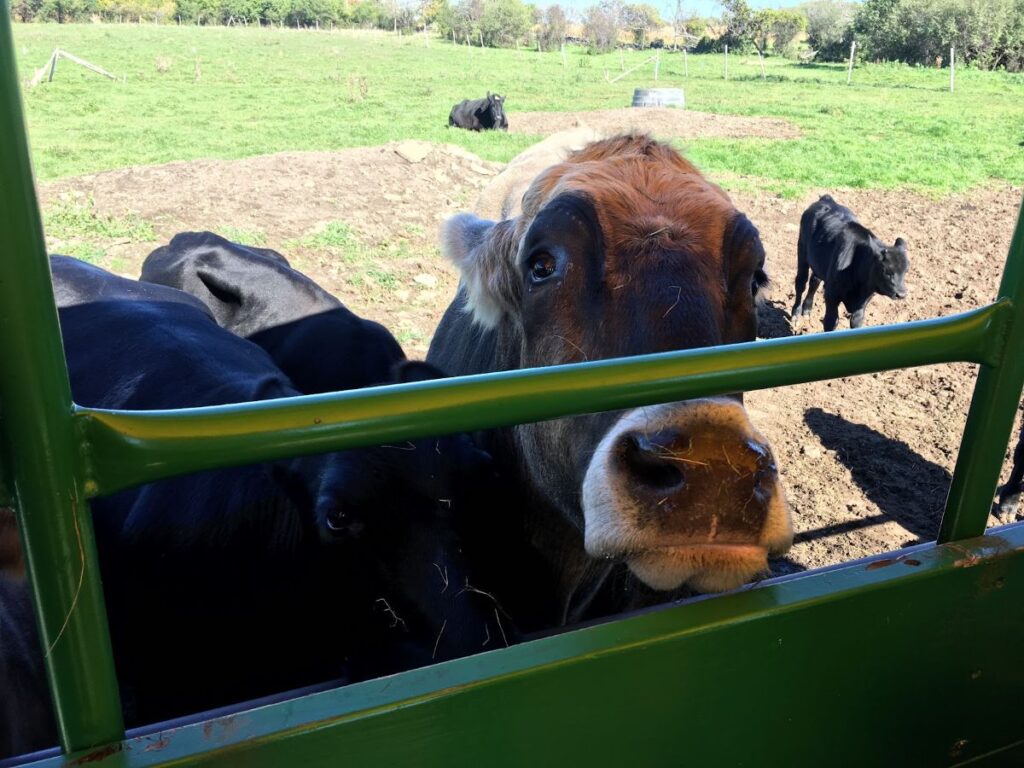 Interactive farm experience near Sackets Harbor with animals, playgrounds, and family activities