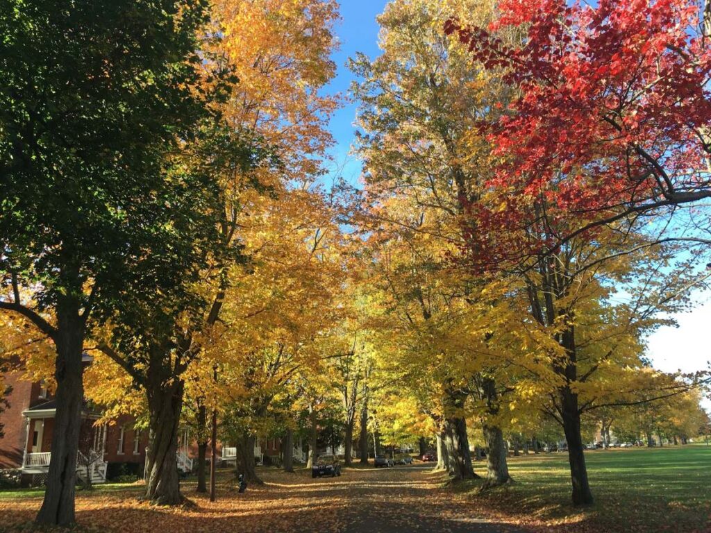 Tree-lined residential street surrounding the Parade Grounds in Sackets Harbor