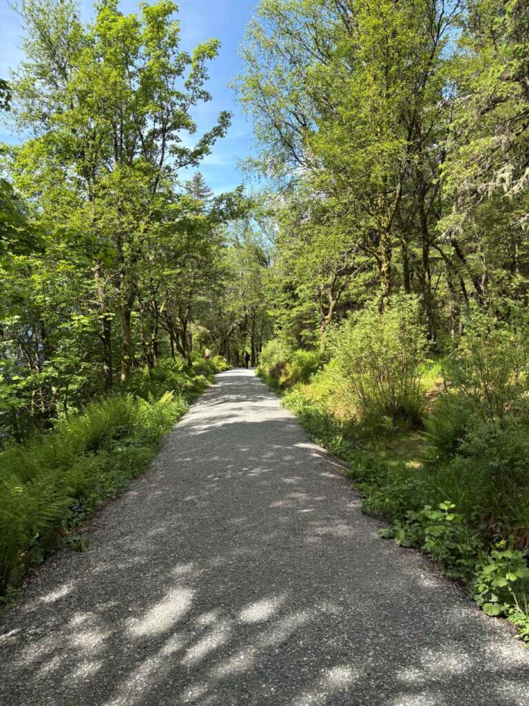 orest path leading down from Mount Fløyen with scenic overlooks