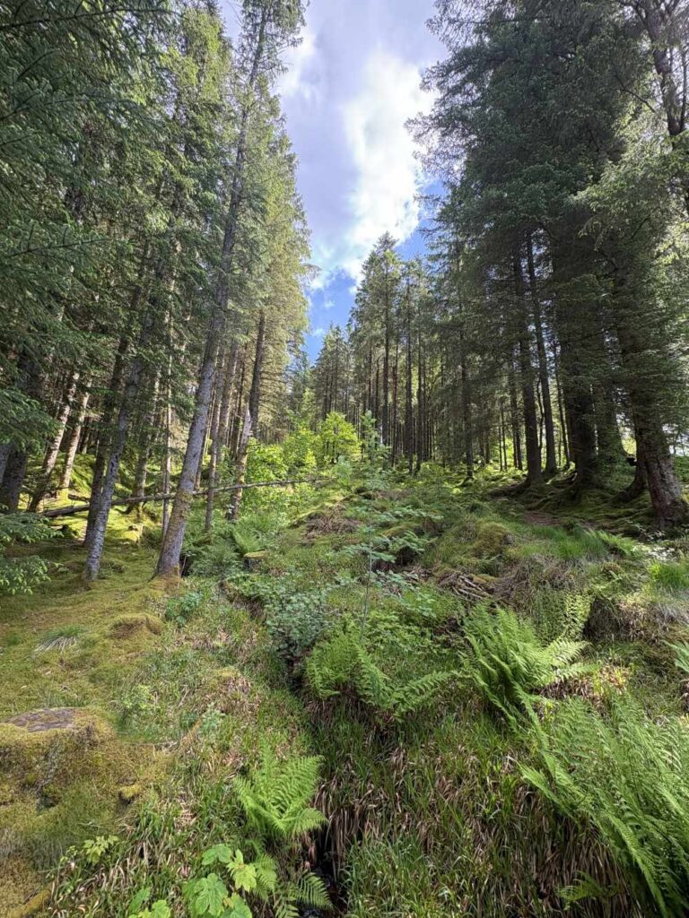Scenic hiking trail descending Mount Fløyen through lush Norwegian forest
