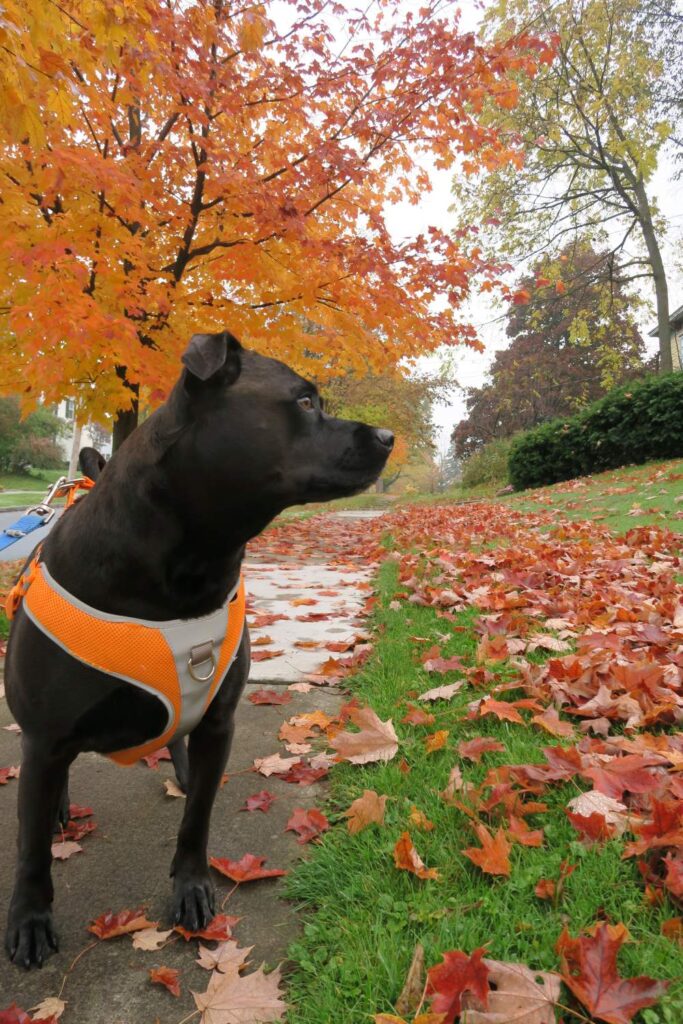 Fall foliage explored in Syracuse with pets