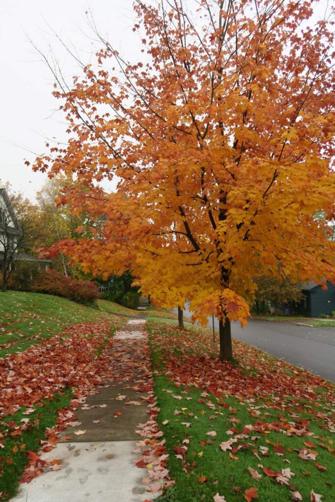 Skaneateles offering picturesque fall scenery and small-town charm near Syracuse.