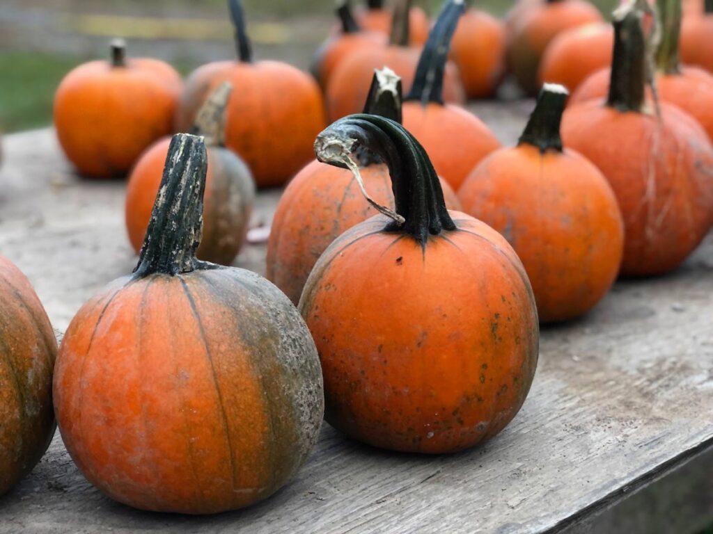 Pumpkin Hollow filled with seasonal displays, one of the best things to do in Syracuse during fall.
