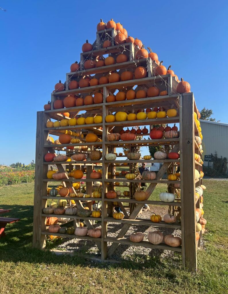 Bright orange pumpkins and festive decorations at Tim's Pumpkin Patch in autumn.
