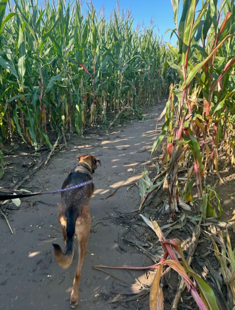 Families enjoying Tim's Pumpkin Patch with pets, one of the best things to do in Syracuse during fall.