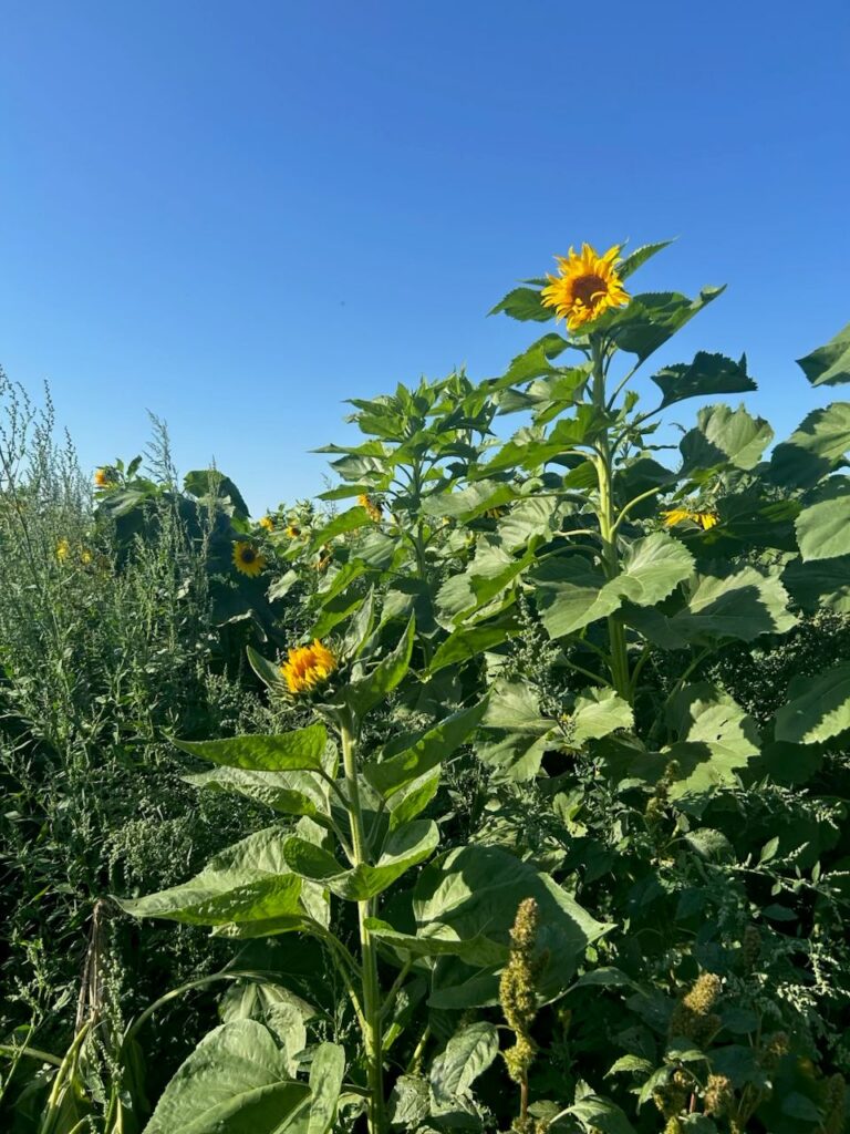 Pumpkin displays and seasonal attractions like sunflowers at Tim's Pumpkin Patch, a favorite fall destination in Syracuse.