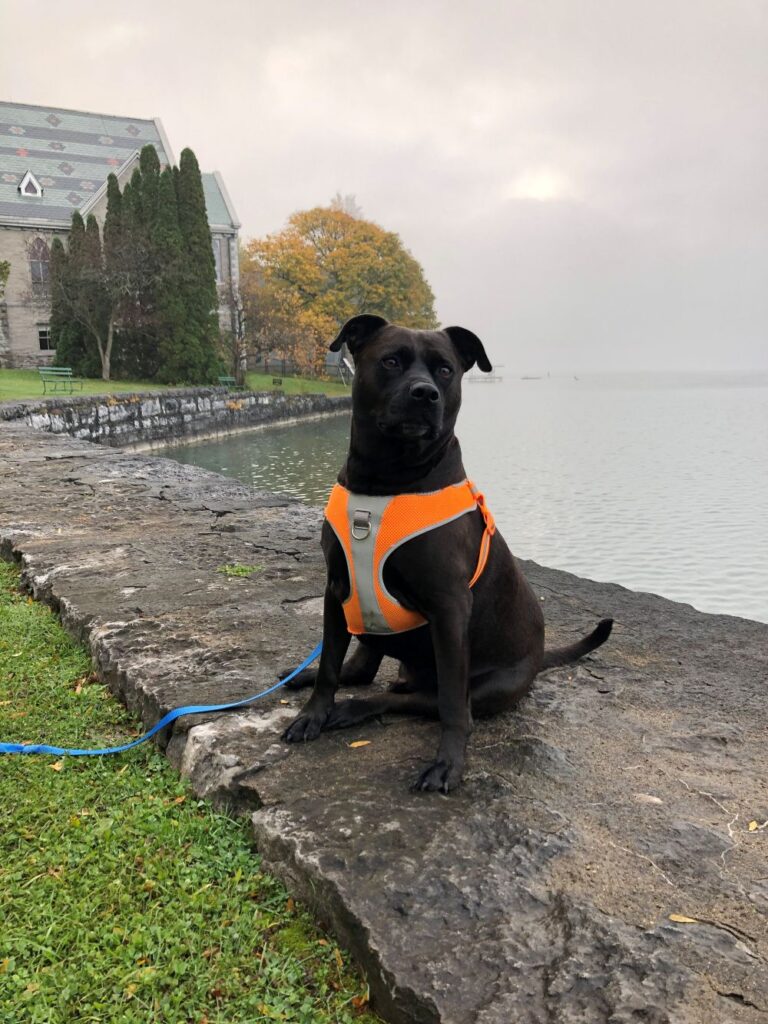 Visiting Syracuse during fall with pets