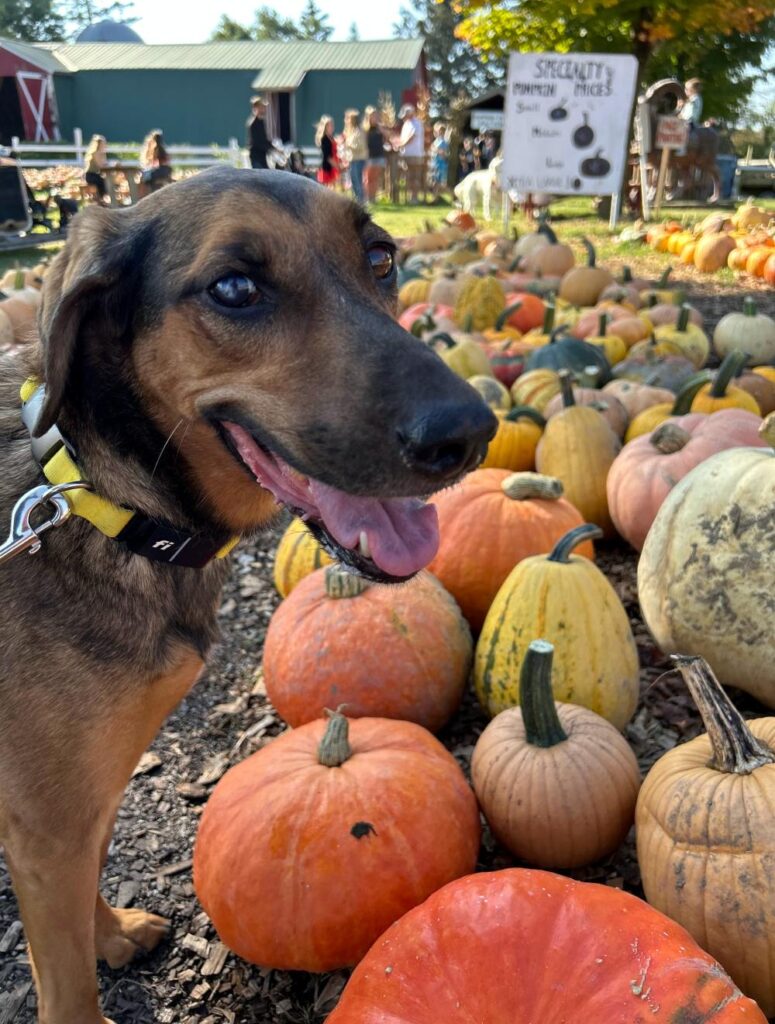 Rows of pumpkins at Tim's Pumpkin Patch during peak autumn season near Syracuse