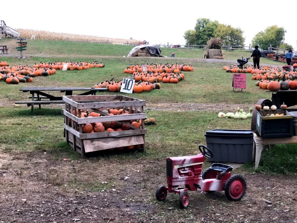 Colorful pumpkins and festive decorations at Pumpkin Hollow in fall.