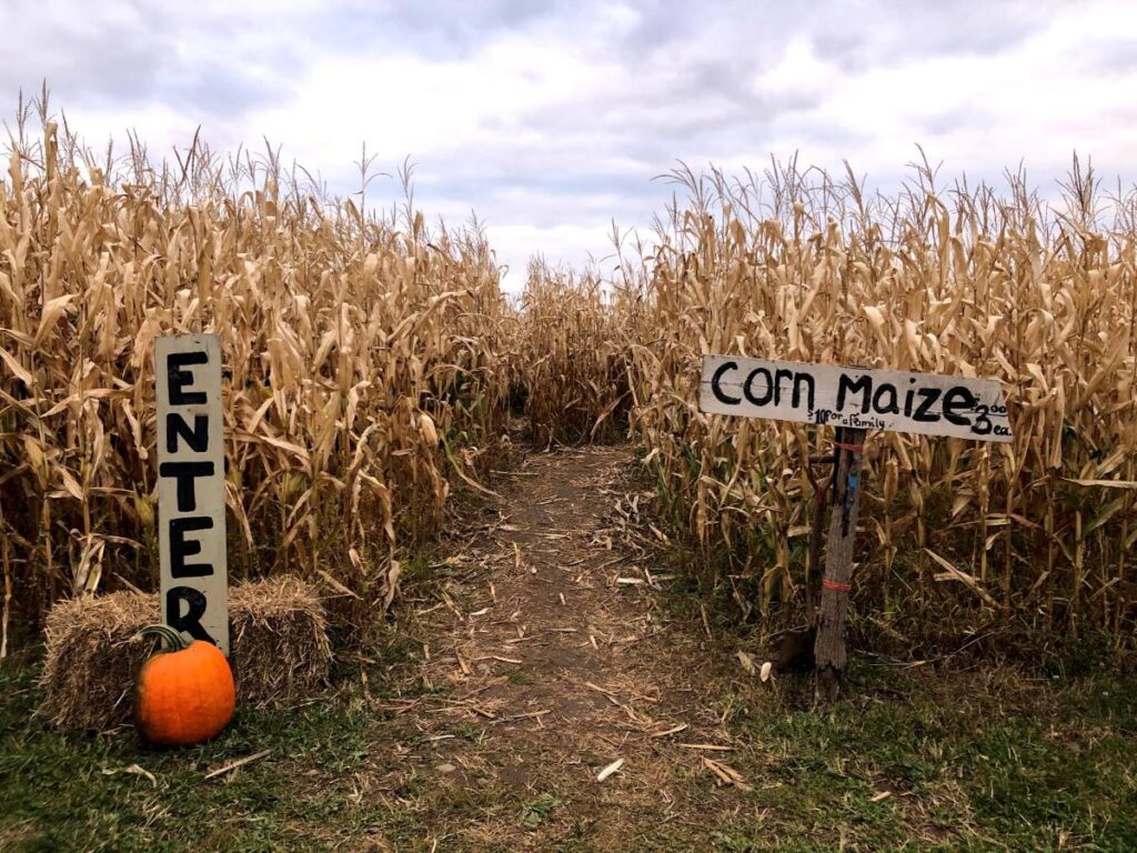 Visitors exploring Pumpkin Hollow during the autumn harvest season near Syracuse