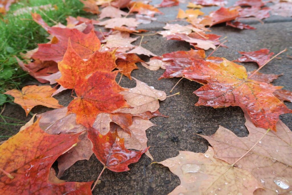 Autumn leaves scattered on the road to Skaneateles Lake.
