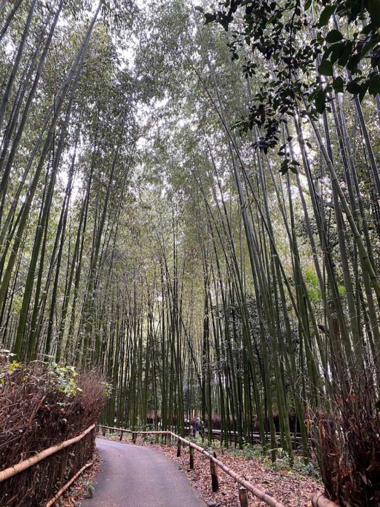 Kyoto in fall brings golden light to Arashiyama Bamboo Forest, where towering green stalks create a peaceful autumn walk.