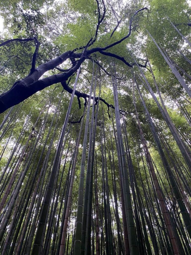 See Arashiyama Bamboo Forest in fall in Kyoto, with golden autumn foliage framing peaceful paths through the famous grove.