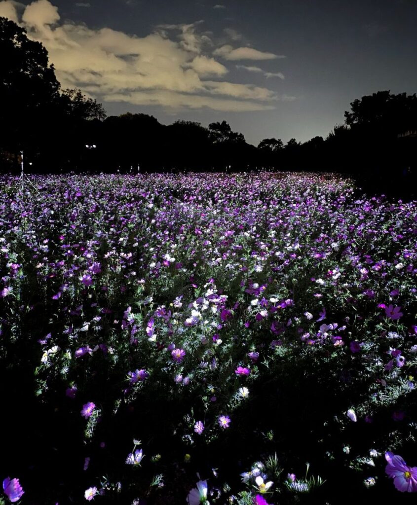 teamLab Botanical Garden Osaka illuminated at night with colorful digital artworks blending into the surrounding plants