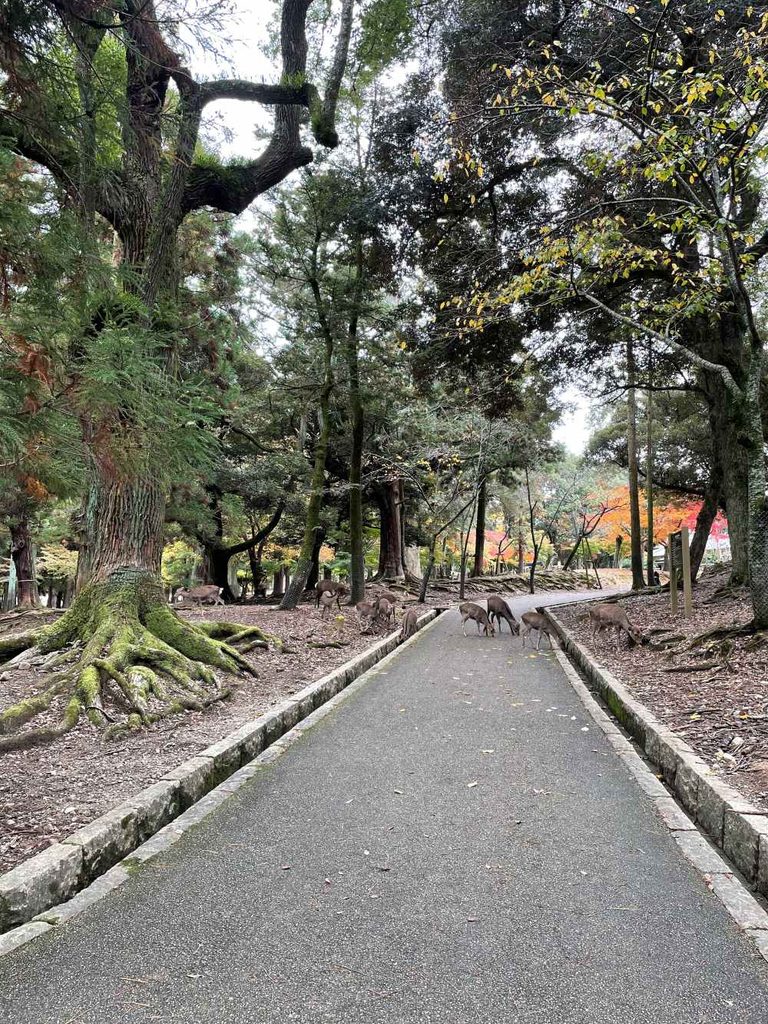 Deer wandering through Nara Park on a Day Trip From Osaka to explore the city's famous temples and gardens