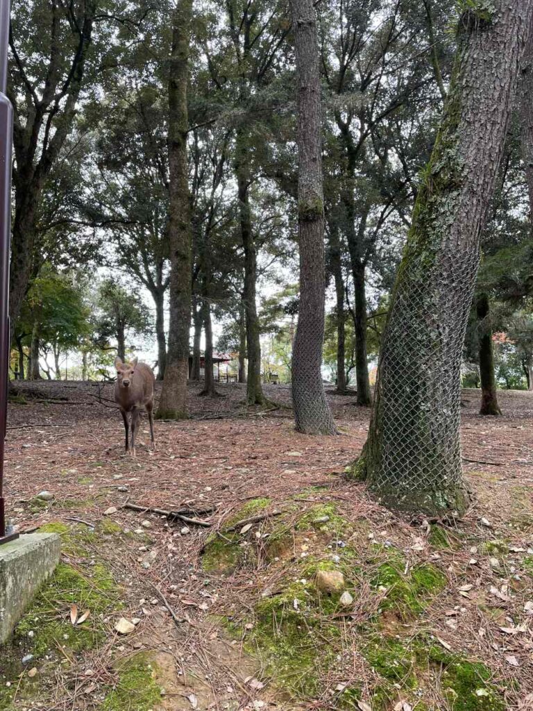 Deer wandering through Nara Park on a Day Trip From Osaka to explore the city's famous temples and gardens