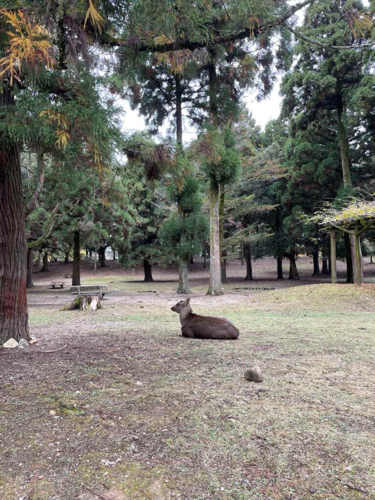 Friendly deer resting beneath the trees in Nara Park, one of the city's most famous attractions