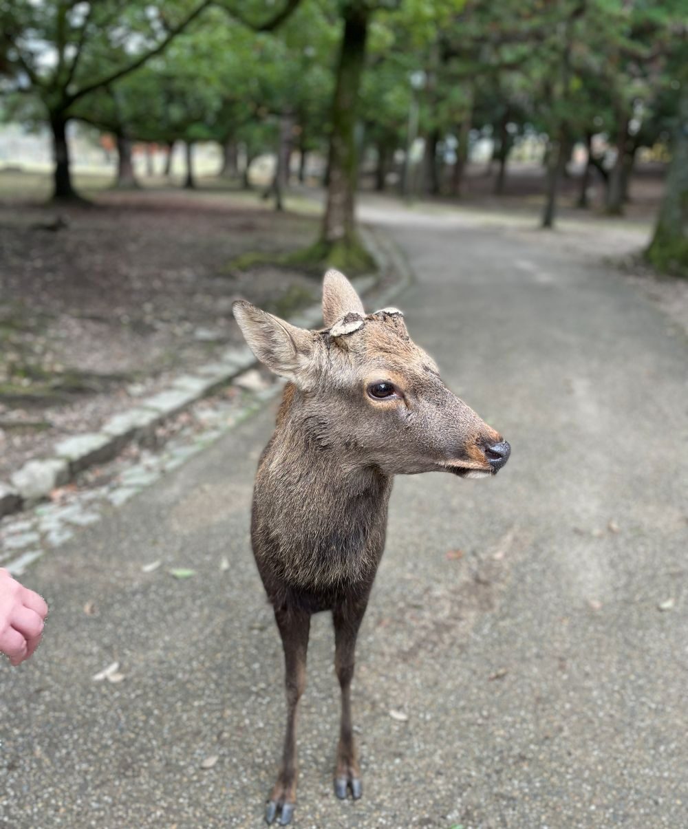 Antlers of the male deer cut just before the mating season when they turn aggressive to avoid injury.