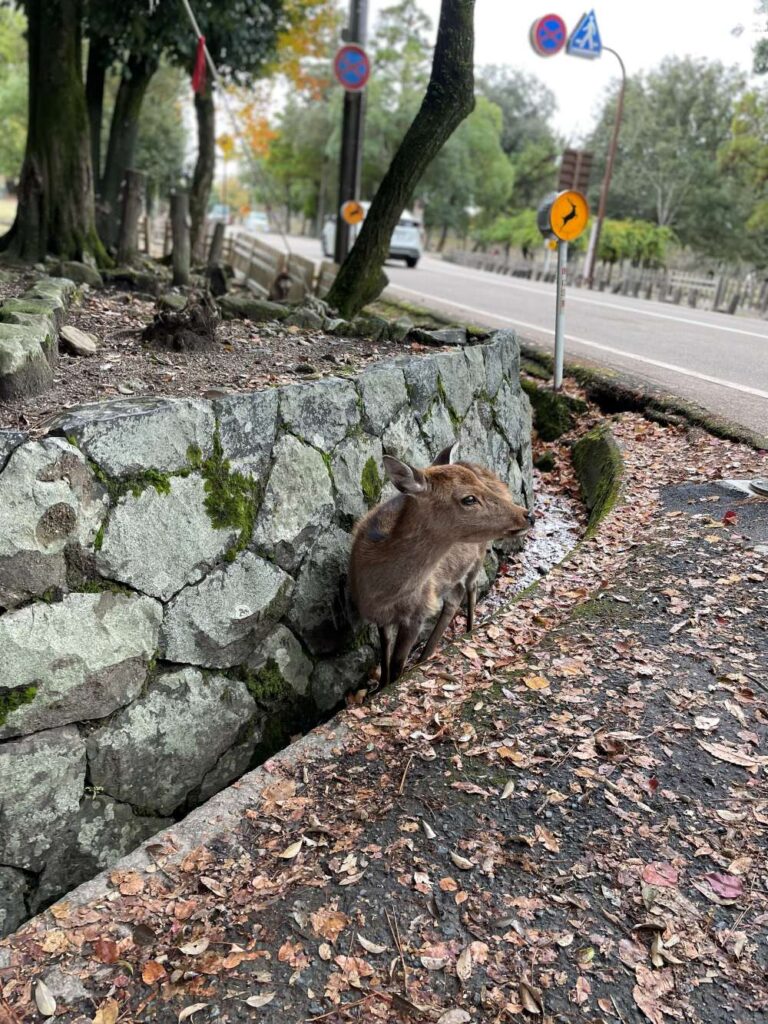 Nara Park filled with deer during a Day Trip From Osaka, surrounded by trees and historic Japanese landmarks