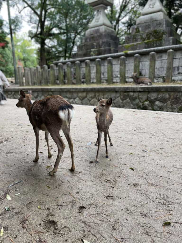 Exploring Nara, Japan, on a Day Trip From Osaka, with deer roaming freely through the historic city