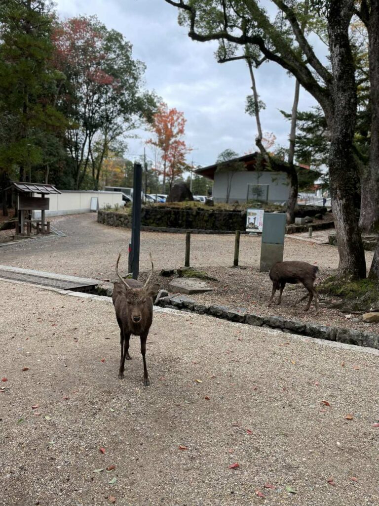 Deer of Nara Park wandering among visitors and trees in the heart of Nara, Japan