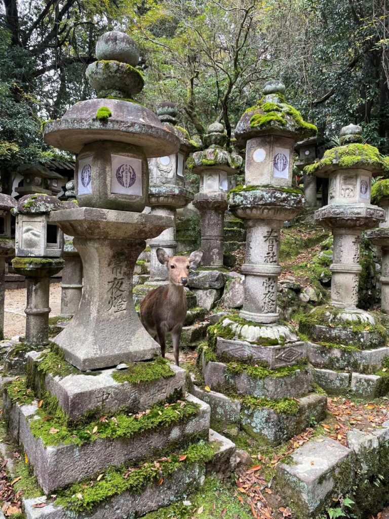 Nara's historic landmarks and free-roaming deer photographed during a Day Trip From Osaka from Osaka to Nara