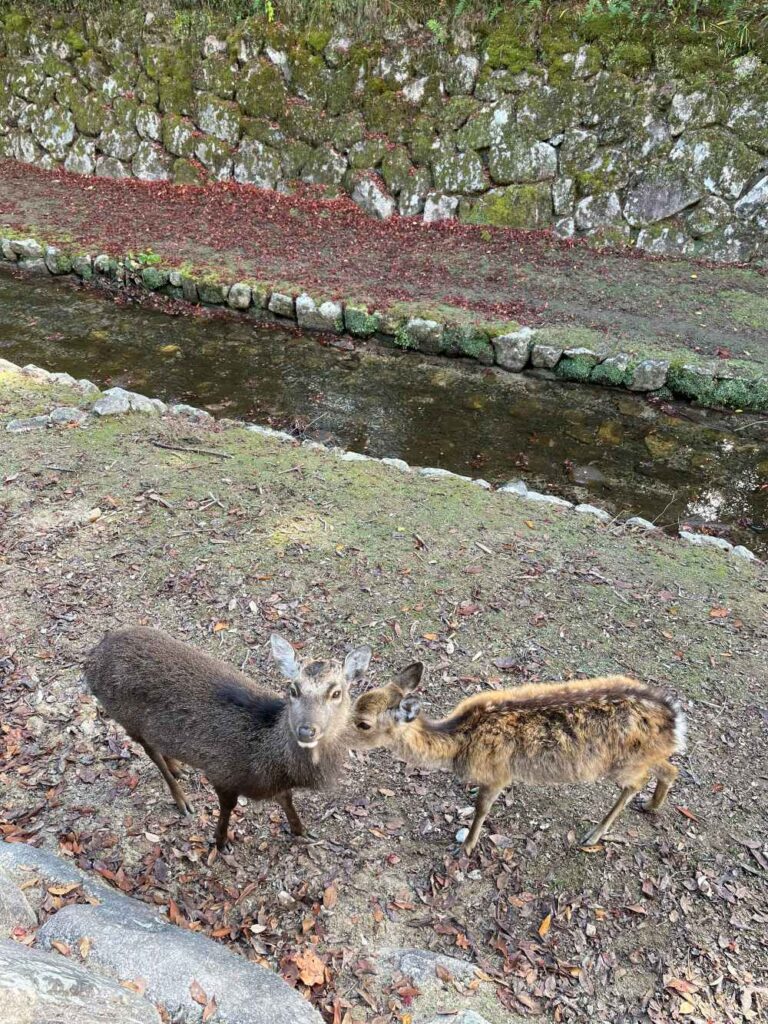 Miyajima in Hiroshima, Japan is home to hundreds of friendly deer.
